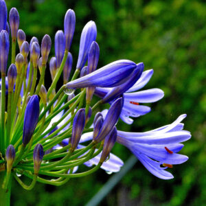 Agapanthe en fleur