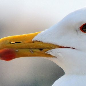 8866