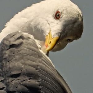 9889