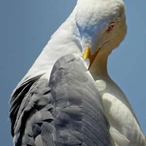 9887